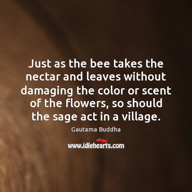 Just as the bee takes the nectar and leaves without damaging the Gautama Buddha Picture Quote