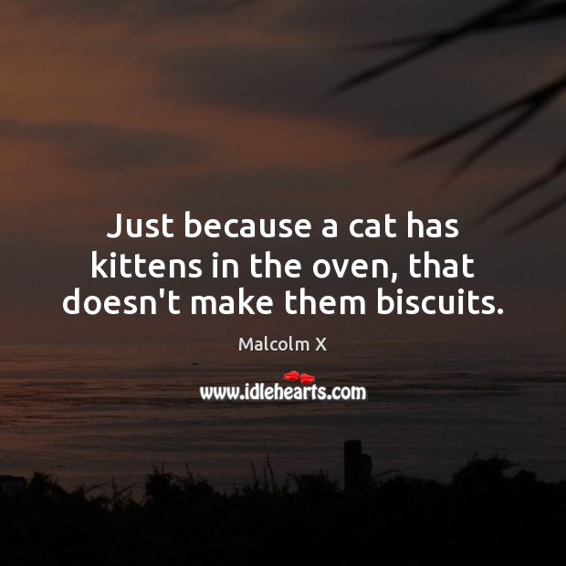 Just because a cat has kittens in the oven, that doesn’t make them biscuits. Image