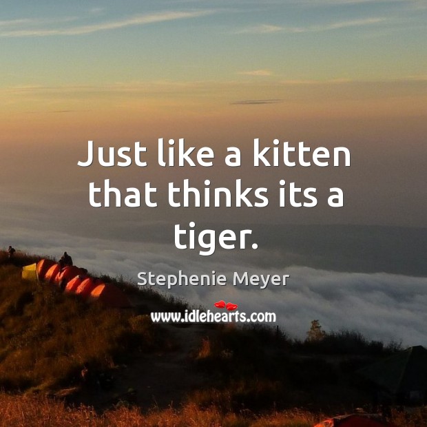 Just like a kitten that thinks its a tiger. Stephenie Meyer Picture Quote