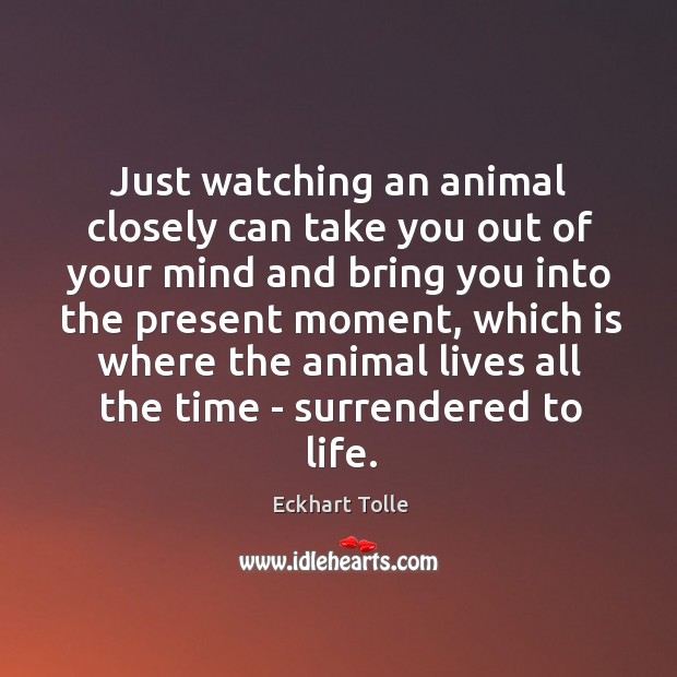 Just watching an animal closely can take you out of your mind Eckhart Tolle Picture Quote