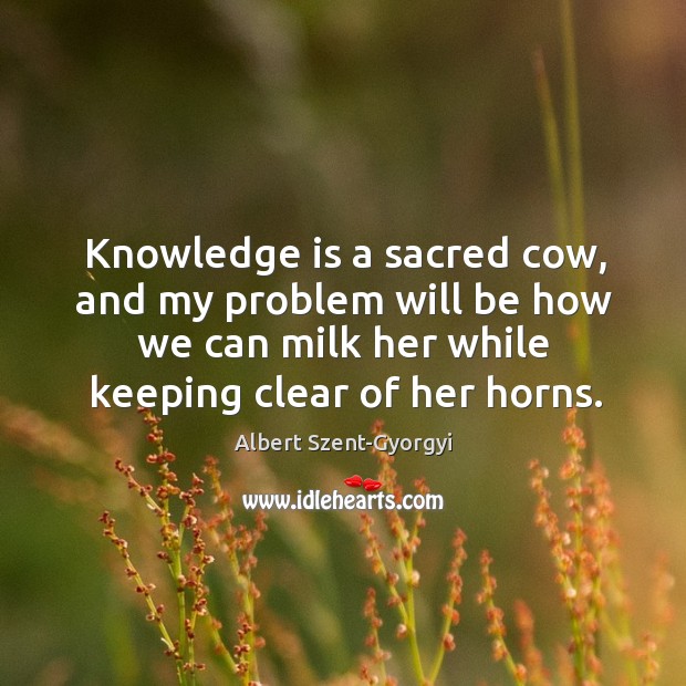 Knowledge is a sacred cow, and my problem will be how we Albert Szent-Gyorgyi Picture Quote