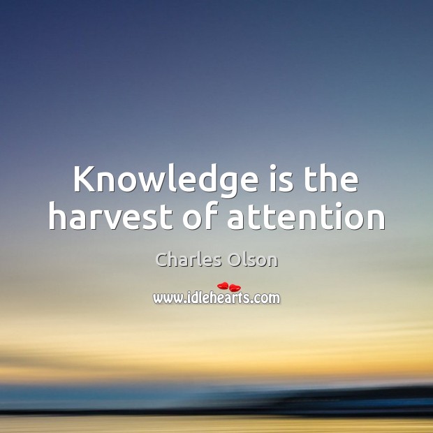 Knowledge is the harvest of attention Charles Olson Picture Quote