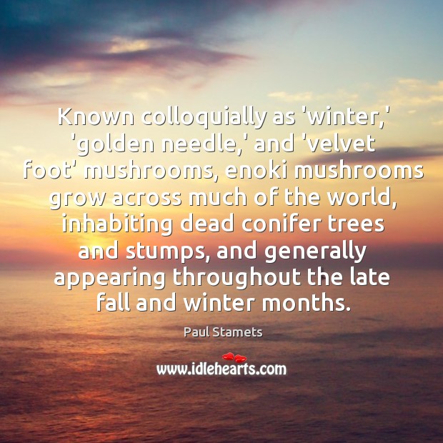 Known colloquially as ‘winter,’ ‘golden needle,’ and ‘velvet foot’ mushrooms, Image