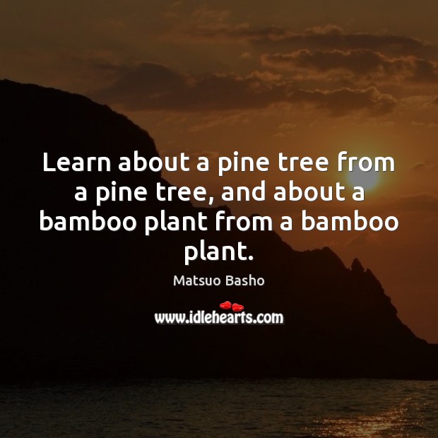 Learn about a pine tree from a pine tree, and about a bamboo plant from a bamboo plant. Image