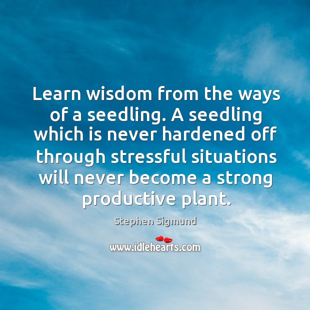 Learn wisdom from the ways of a seedling. A seedling which is never hardened off through Wisdom Quotes Image