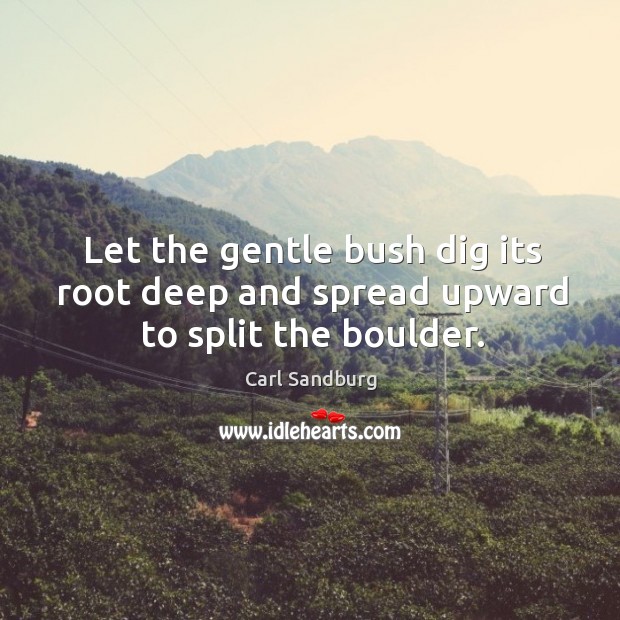 Let the gentle bush dig its root deep and spread upward to split the boulder. Carl Sandburg Picture Quote