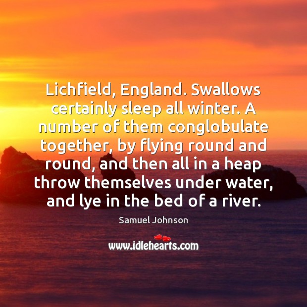 Lichfield, England. Swallows certainly sleep all winter. A number of them conglobulate Image