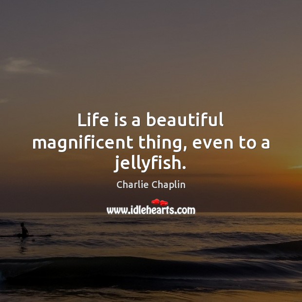 Life is a beautiful magnificent thing, even to a jellyfish. Charlie Chaplin Picture Quote