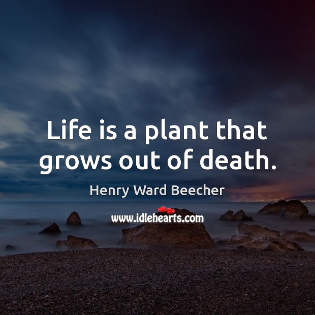 Life is a plant that grows out of death. Henry Ward Beecher Picture Quote