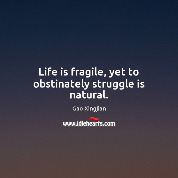 Life is fragile, yet to obstinately struggle is natural. Gao Xingjian Picture Quote