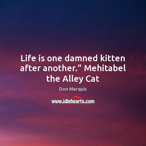 Life is one damned kitten after another.” Mehitabel the Alley Cat Don Marquis Picture Quote