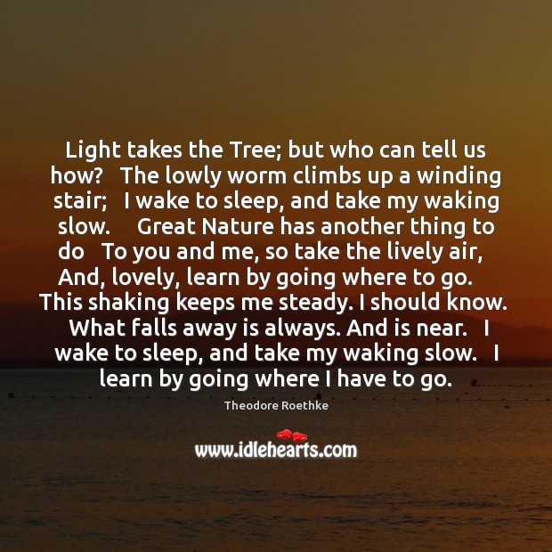 Light takes the Tree; but who can tell us how?   The lowly Theodore Roethke Picture Quote