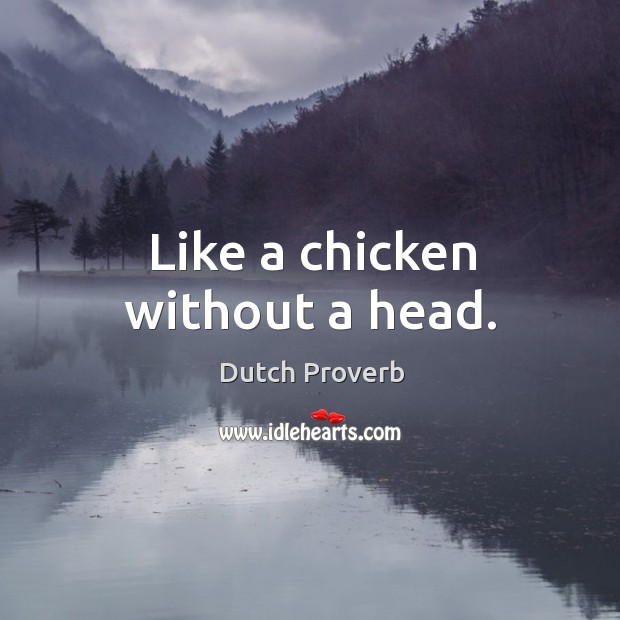 Like a chicken without a head. Dutch Proverbs Image