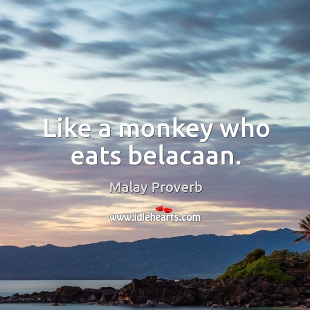 Like a monkey who eats belacaan. Malay Proverbs Image