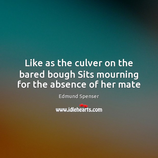 Like as the culver on the bared bough Sits mourning for the absence of her mate Edmund Spenser Picture Quote