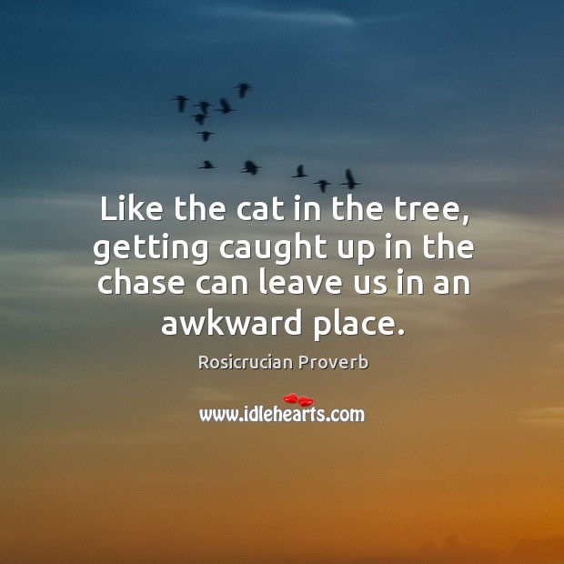 Like the cat in the tree, getting caught up in the chase can leave us in an awkward place. Rosicrucian Proverbs Image