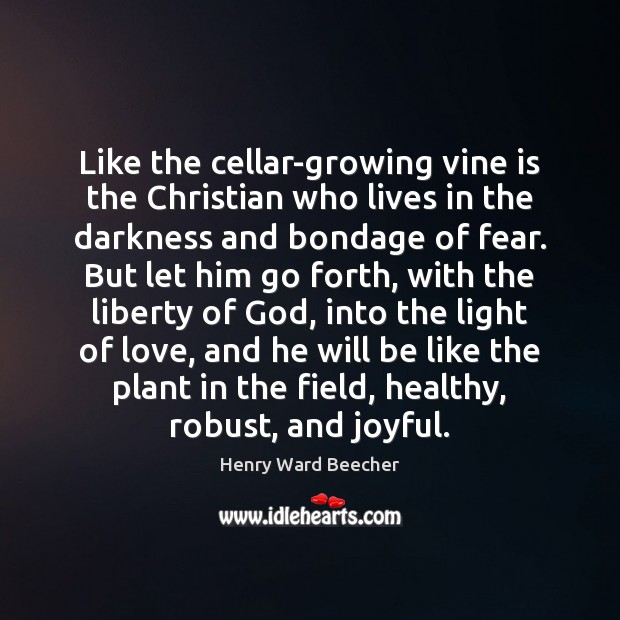 Like the cellar-growing vine is the Christian who lives in the darkness Henry Ward Beecher Picture Quote