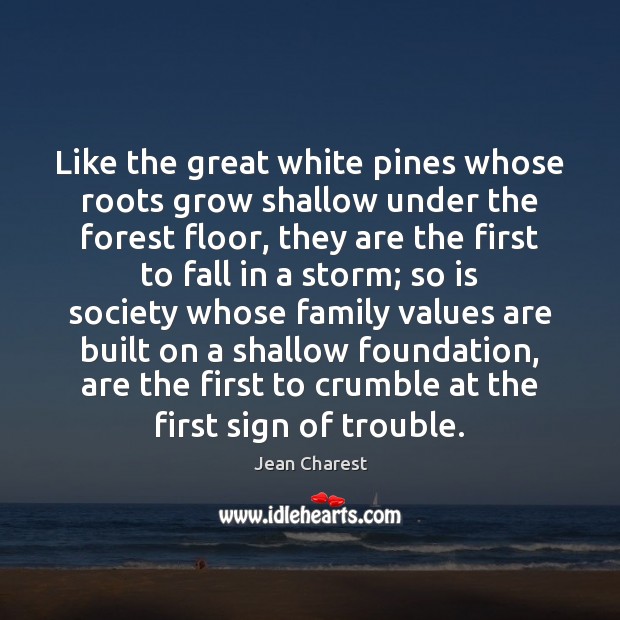 Like the great white pines whose roots grow shallow under the forest Jean Charest Picture Quote