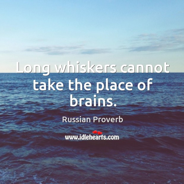 Long whiskers cannot take the place of brains. Russian Proverbs Image