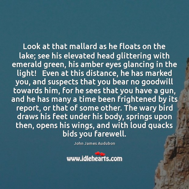 Look at that mallard as he floats on the lake; see his John James Audubon Picture Quote