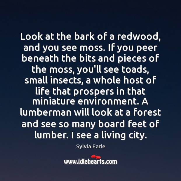 Look at the bark of a redwood, and you see moss. If Sylvia Earle Picture Quote