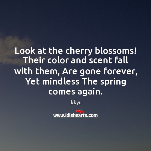 Look at the cherry blossoms! Their color and scent fall with them, Ikkyu Picture Quote