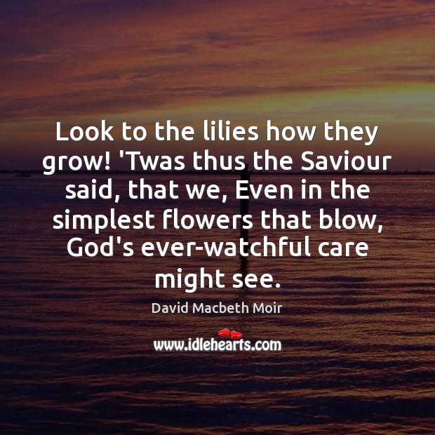 Look to the lilies how they grow! ‘Twas thus the Saviour said, David Macbeth Moir Picture Quote