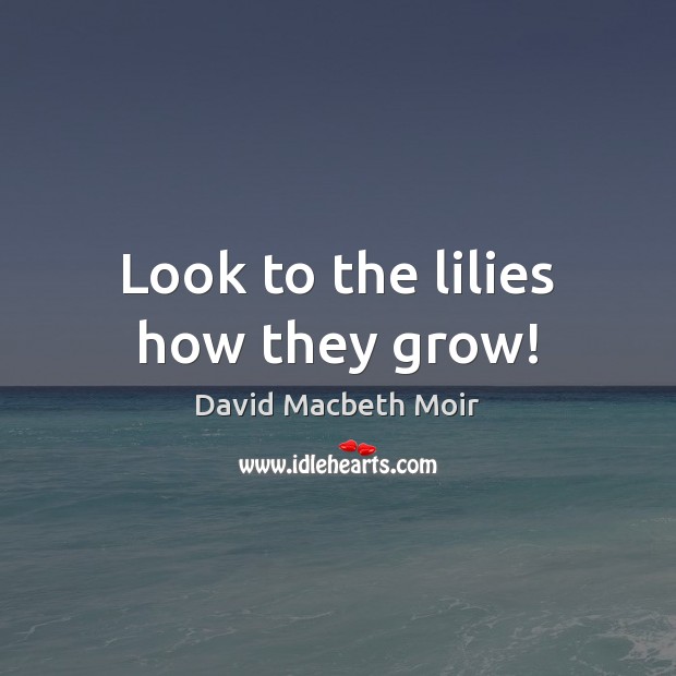 Look to the lilies how they grow! David Macbeth Moir Picture Quote