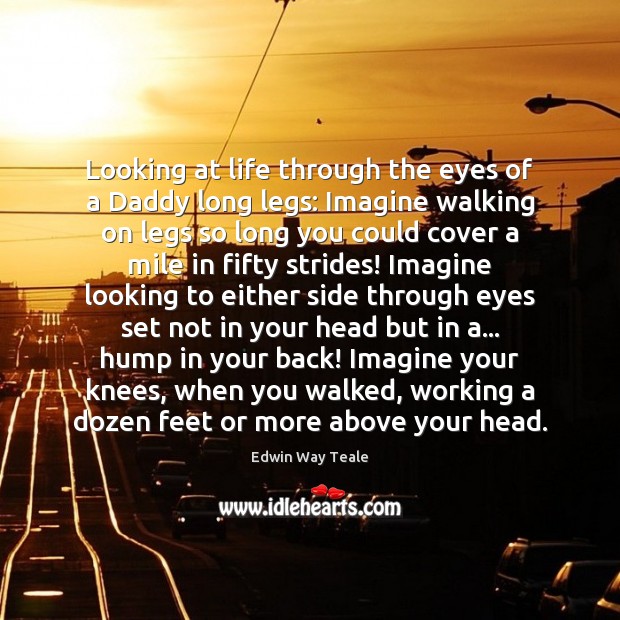 Looking at life through the eyes of a Daddy long legs: Imagine Edwin Way Teale Picture Quote