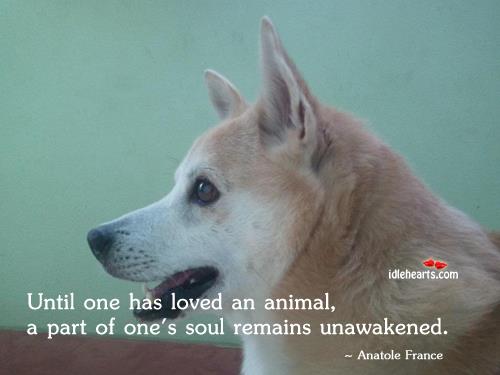 Until one has loved an animal, a part of one’s soul remains unawakened. Pet Quotes Image