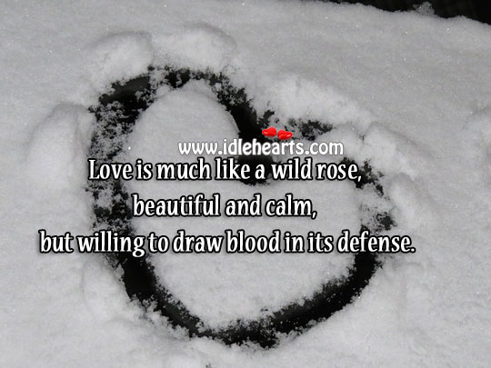 Love is much like a wild rose Image