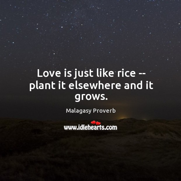 Love is just like rice — plant it elsewhere and it grows. Malagasy Proverbs Image