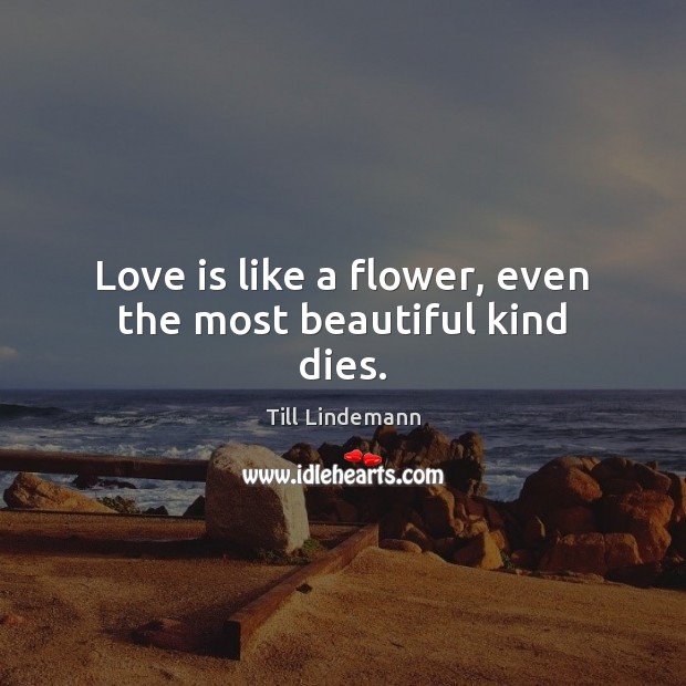 Love is like a flower, even the most beautiful kind dies. Till Lindemann Picture Quote