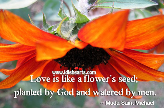 Love is like a flower’s seed Flowers Quotes Image