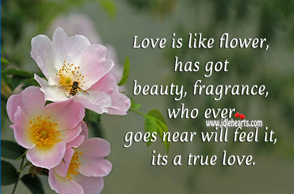 Love is like flower, it has got beauty Flowers Quotes Image