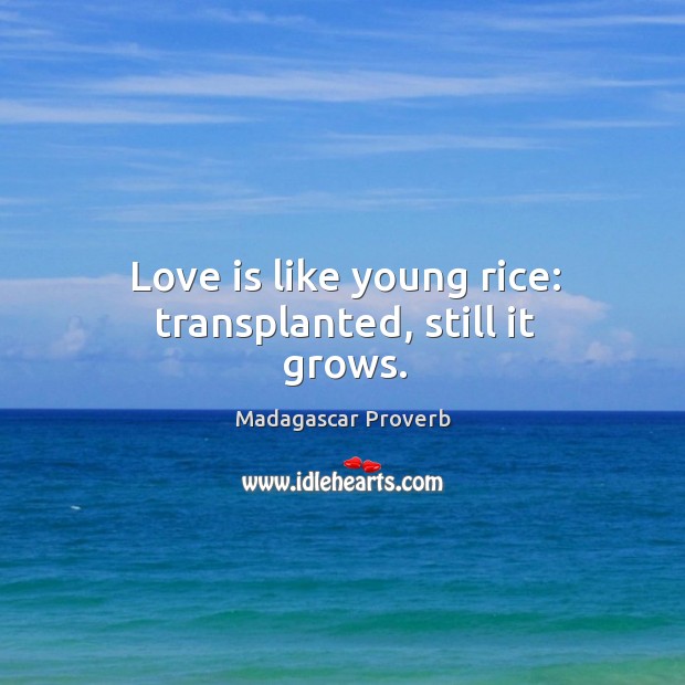 Love is like young rice: transplanted, still it grows. Madagascar Proverbs Image