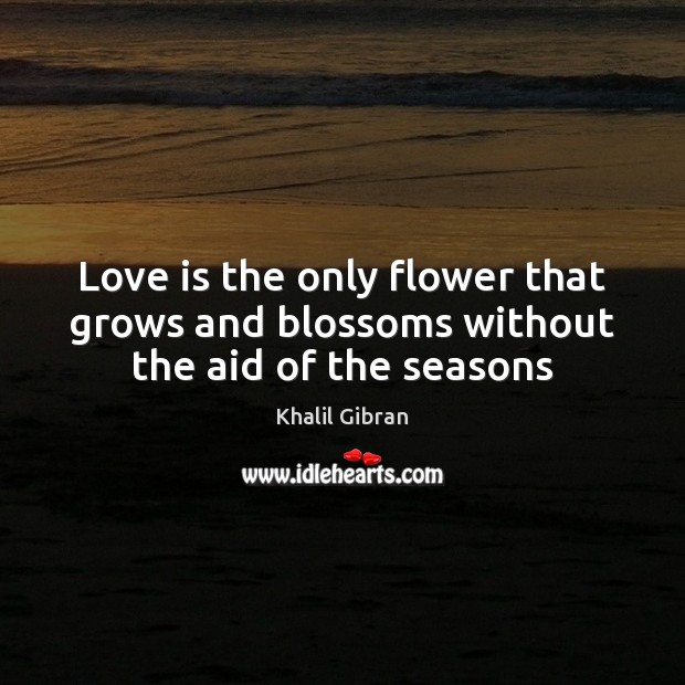 Love is the only flower that grows and blossoms without the aid of the seasons Khalil Gibran Picture Quote