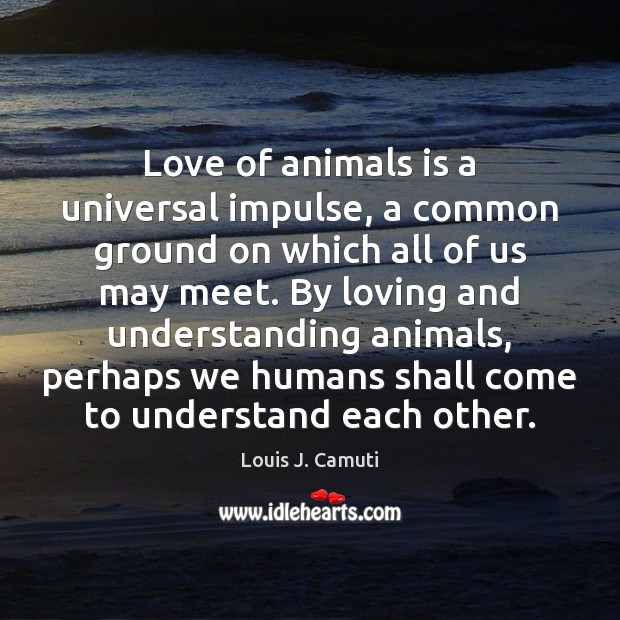 Love of animals is a universal impulse, a common ground on which Louis J. Camuti Picture Quote