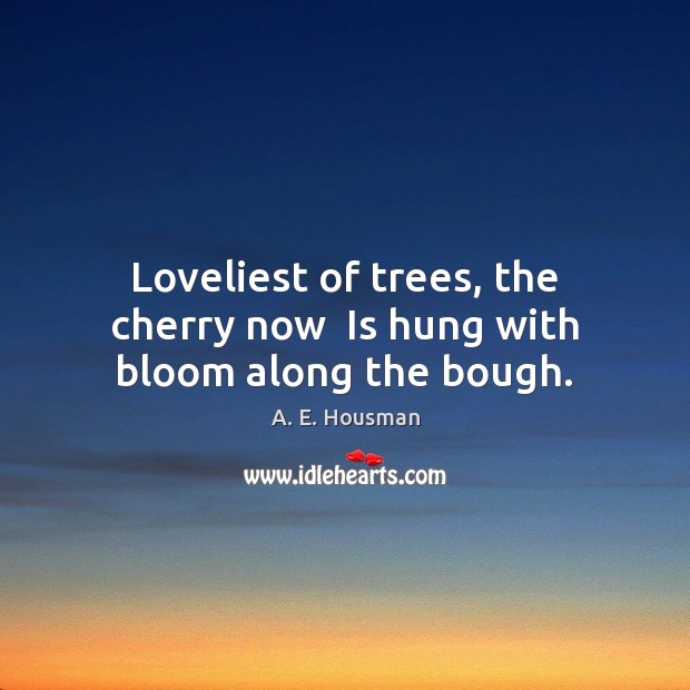 Loveliest of trees, the cherry now  Is hung with bloom along the bough. A. E. Housman Picture Quote