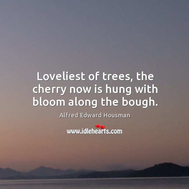 Loveliest of trees, the cherry now is hung with bloom along the bough. Alfred Edward Housman Picture Quote
