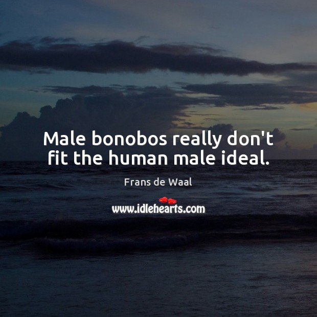 Male bonobos really don’t fit the human male ideal. Image