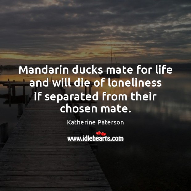 Mandarin ducks mate for life and will die of loneliness if separated Image