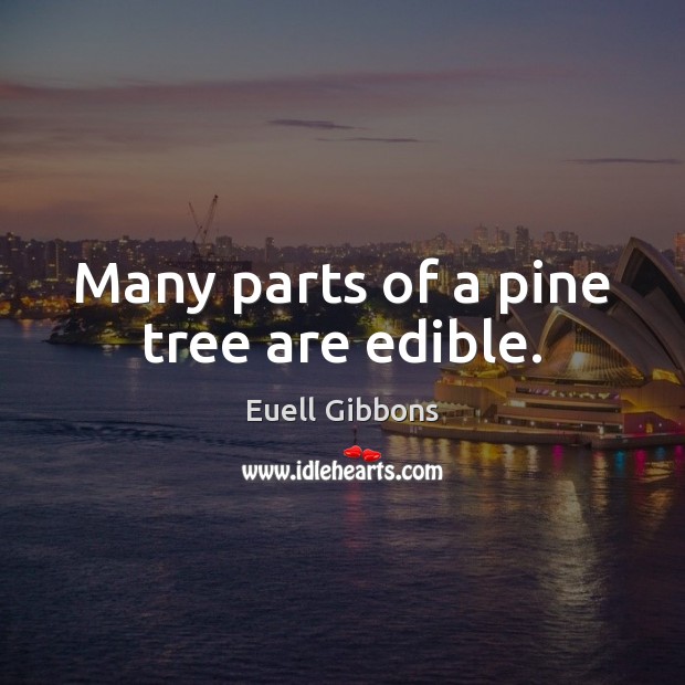 Many parts of a pine tree are edible. Euell Gibbons Picture Quote