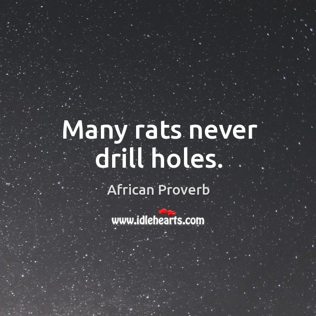 Many rats never drill holes. Image