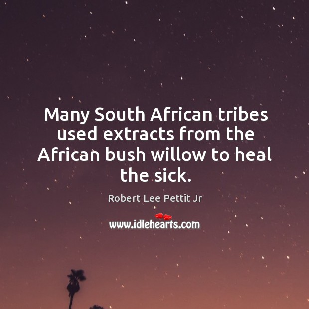 Many south african tribes used extracts from the african bush willow to heal the sick. Robert Lee Pettit Jr Picture Quote