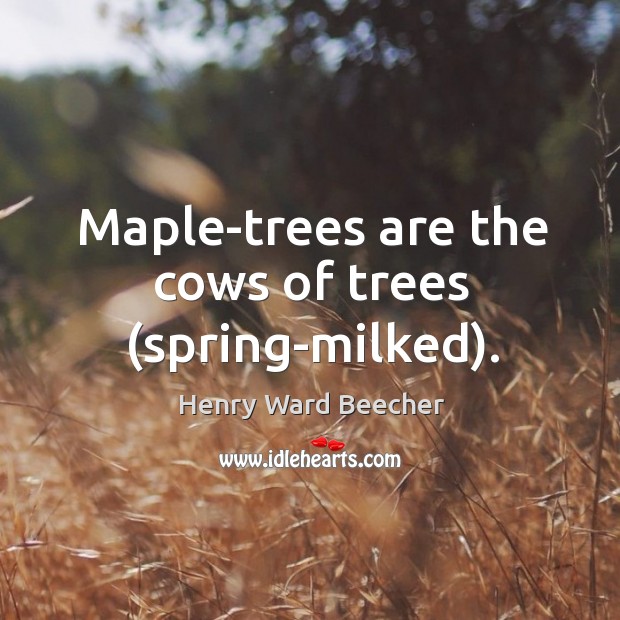 Maple-trees are the cows of trees (spring-milked). Image