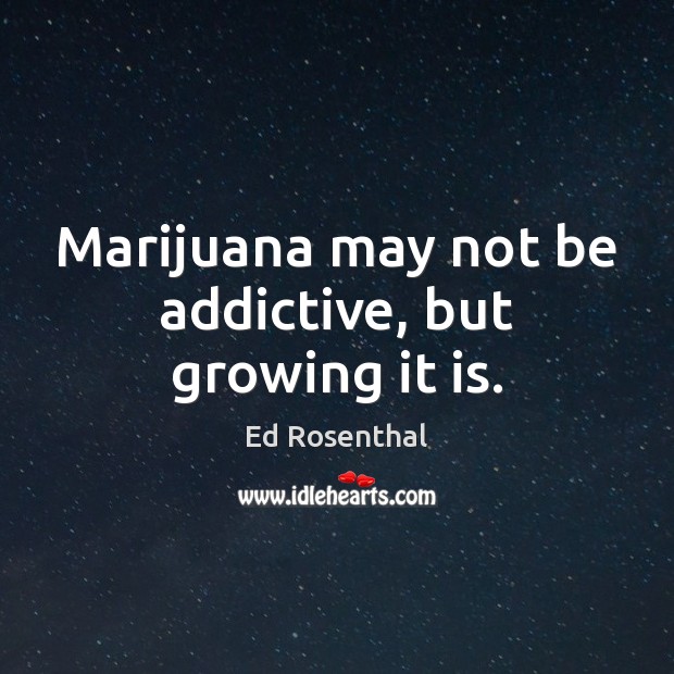 Marijuana may not be addictive, but growing it is. Ed Rosenthal Picture Quote