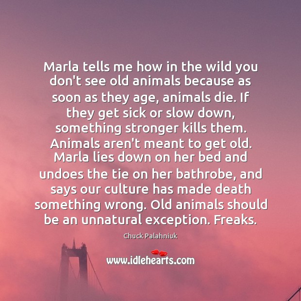 Marla tells me how in the wild you don’t see old animals Chuck Palahniuk Picture Quote