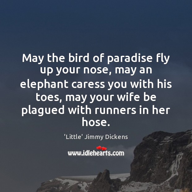May the bird of paradise fly up your nose, may an elephant Image