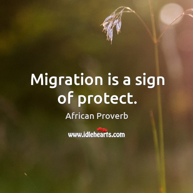 Migration is a sign of protect. African Proverbs Image